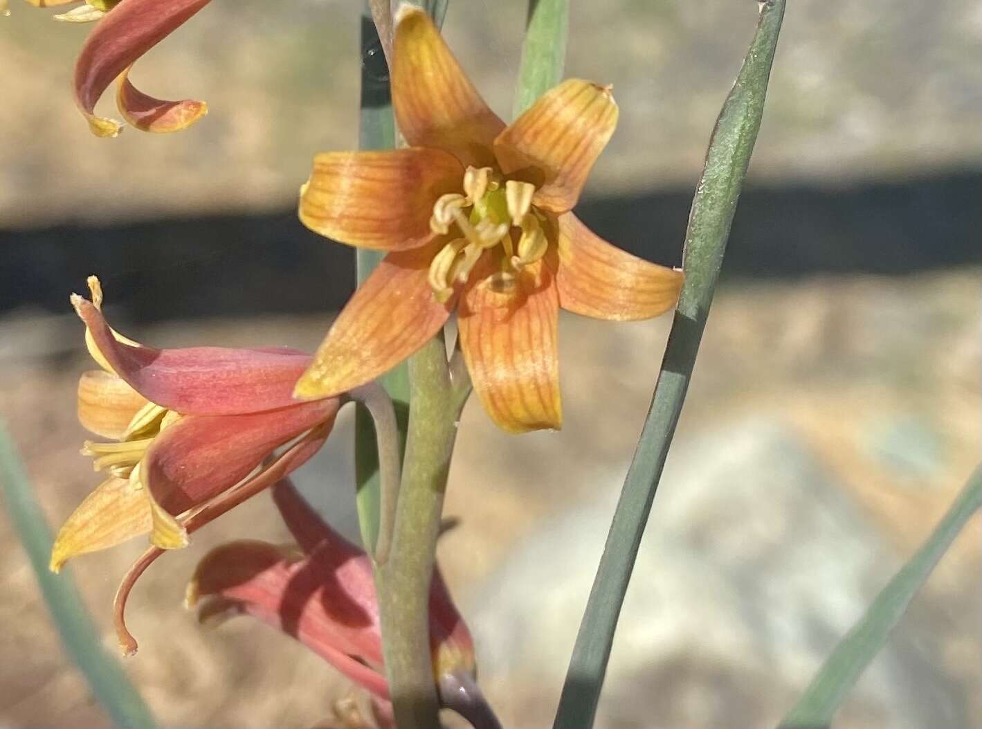 Image of Butte County fritillary