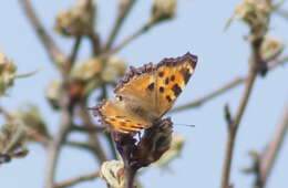 Nymphalis polychloros Linnaeus 1758 resmi