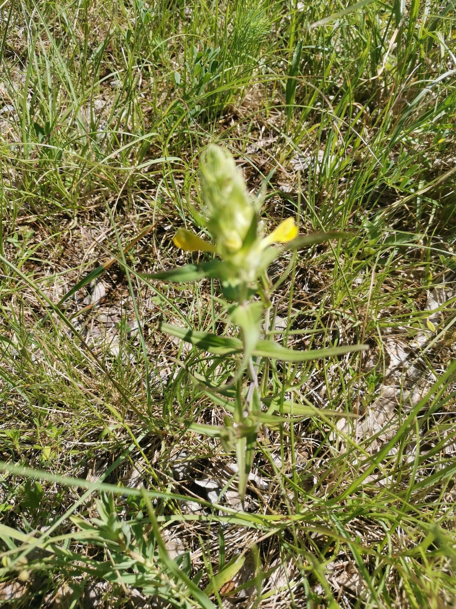 Image of Melampyrum carstiense (Ronn.) Fritsch