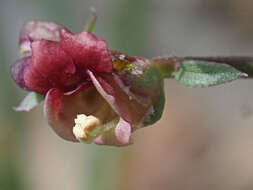 Imagem de Scrophularia lucida L.