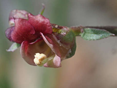 Imagem de Scrophularia lucida L.