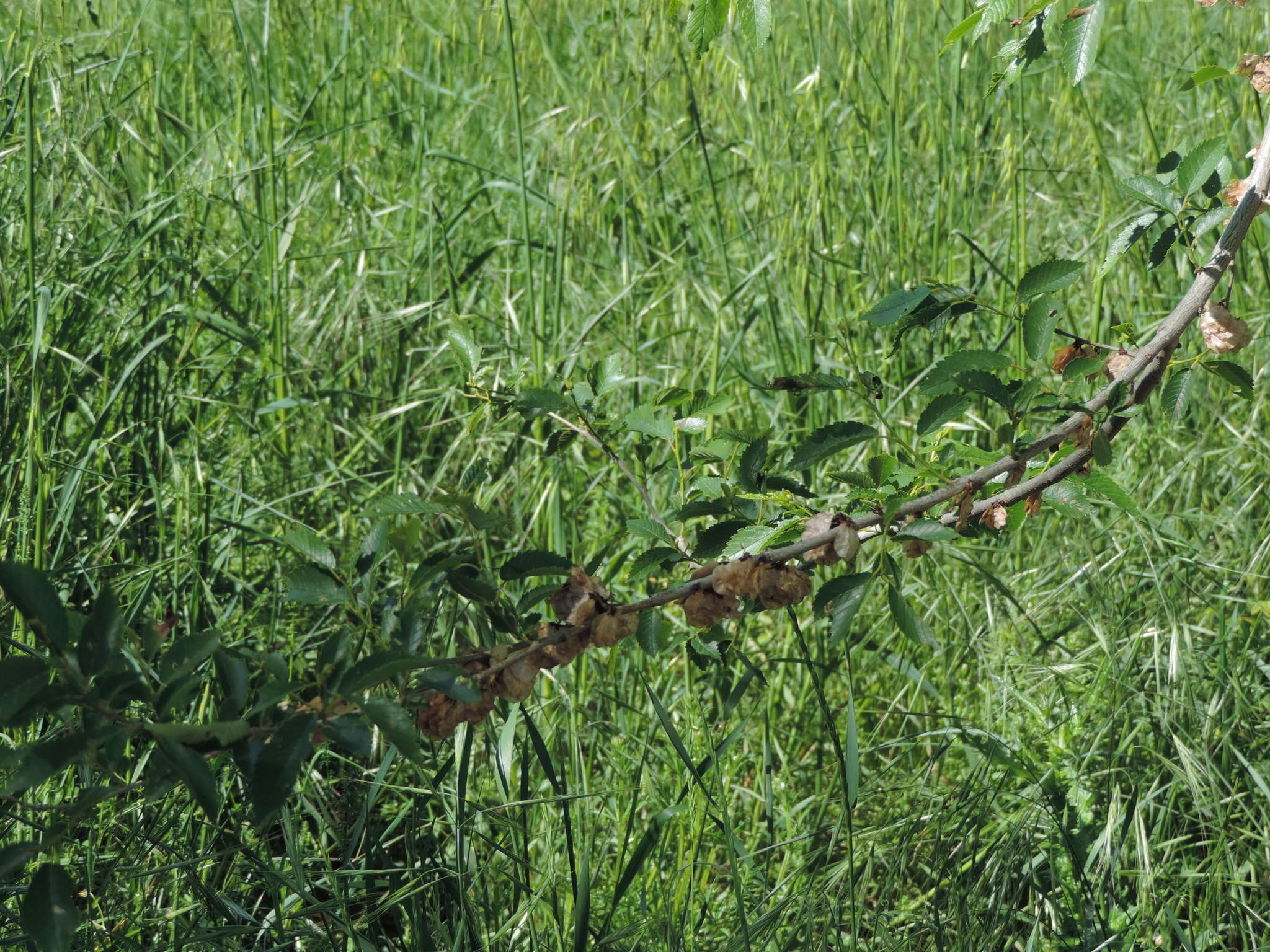 Ulmus minor subsp. minor resmi