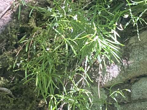 Image of Houstonia longifolia var. tenuifolia (Nutt.) Alph. Wood