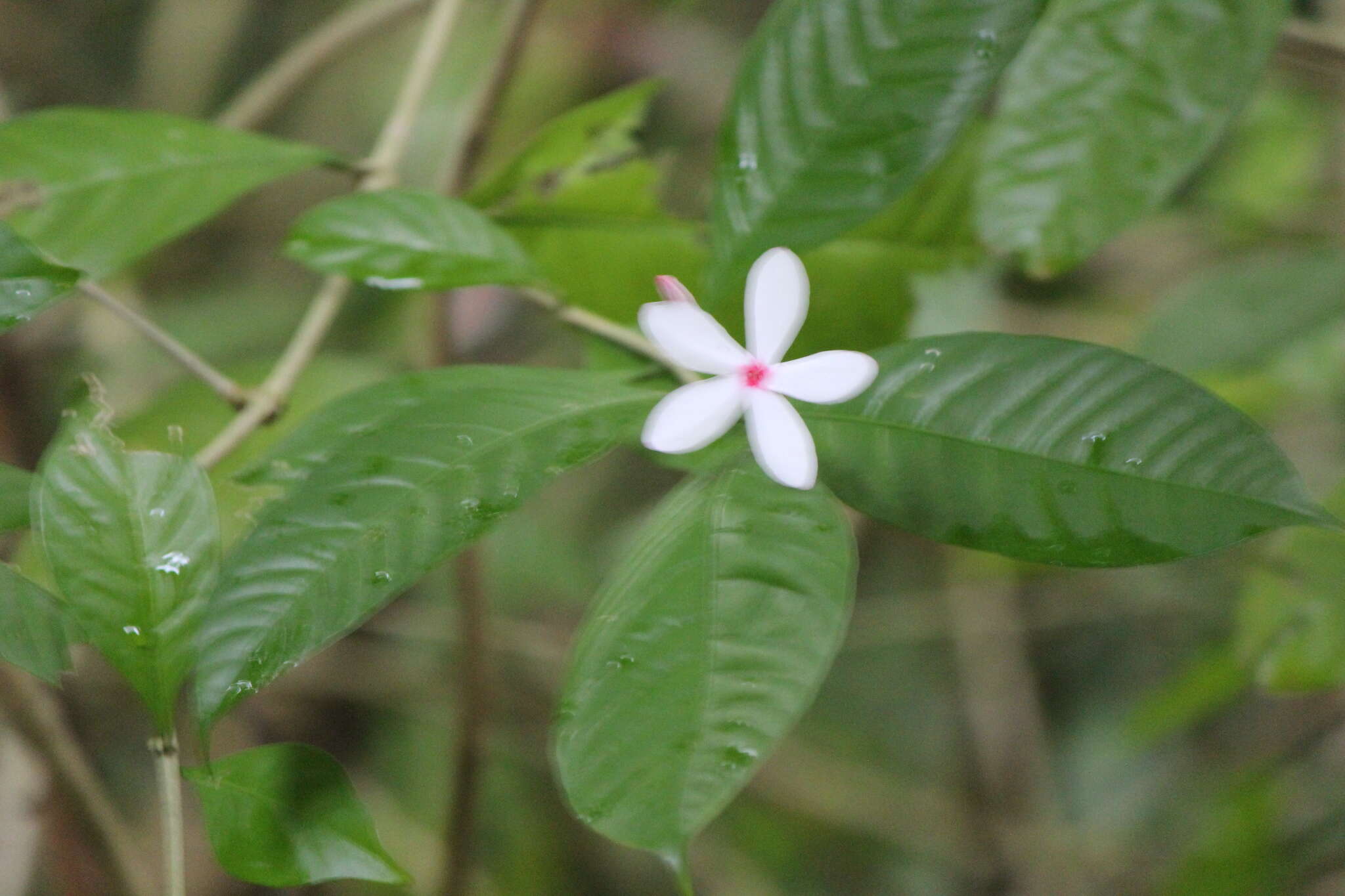 Kopsia singapurensis Ridl. resmi