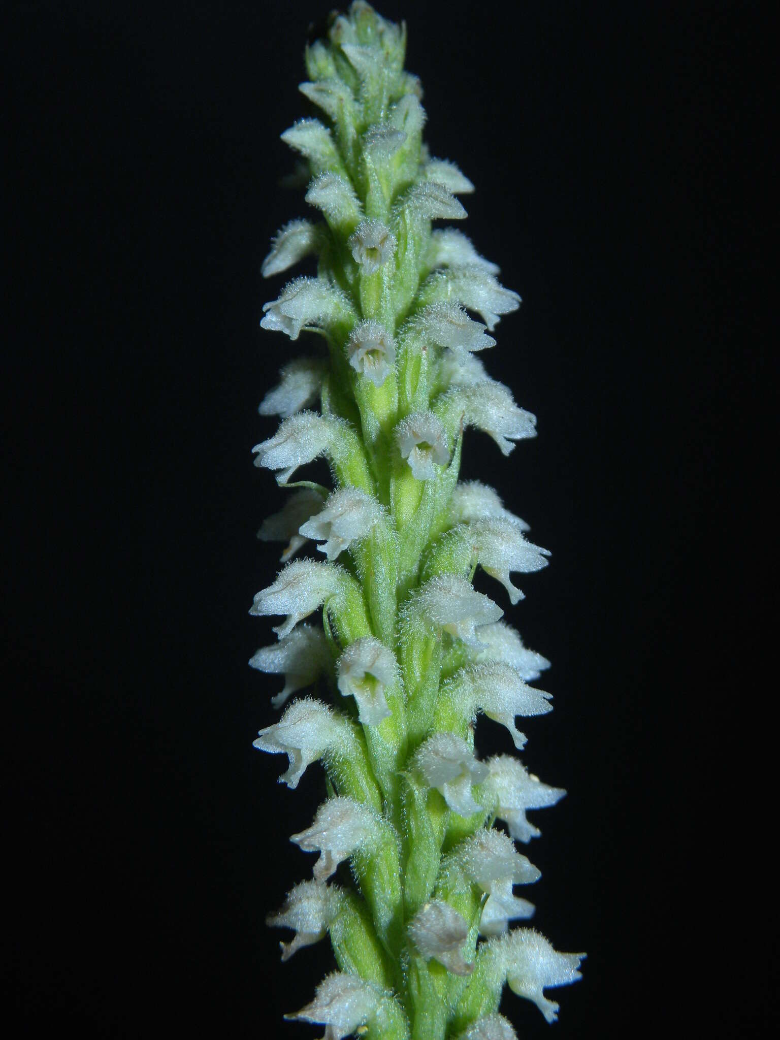 Image of Brachystele guayanensis (Lindl.) Schltr.