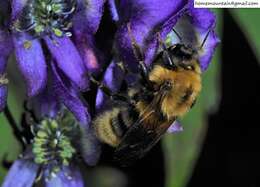 Image of Bombus koreanus (Skorikov 1933)