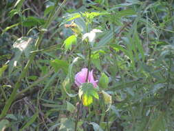 Hibiscus striatus Cav.的圖片