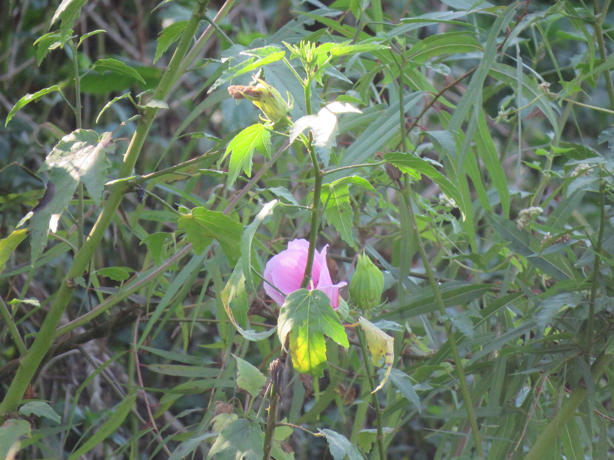 Image of striped rosemallow
