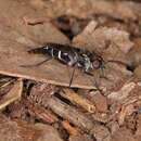 Plancia ëd Bonjeania clamosis Winterton, Skevington, Irwin & Yeates 2000