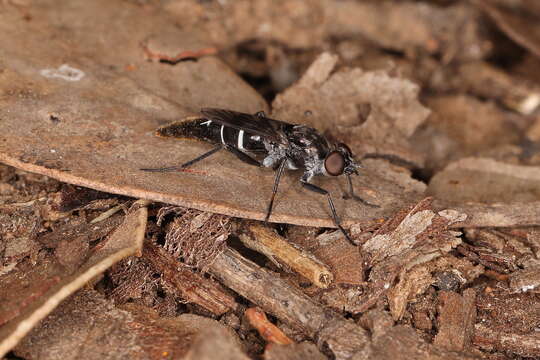 Image of Bonjeania clamosis Winterton, Skevington, Irwin & Yeates 2000