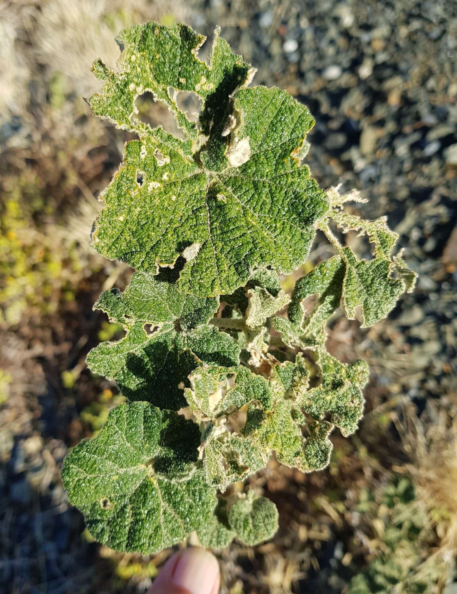 Image of Radyera urens (L. fil.) Bullock