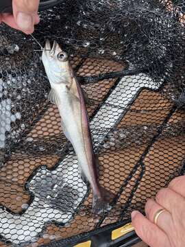 Image of North Pacific Hake