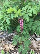 Image of bleeding heart