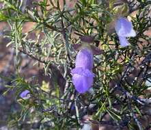 Imagem de Eremophila metallicorum S. Moore