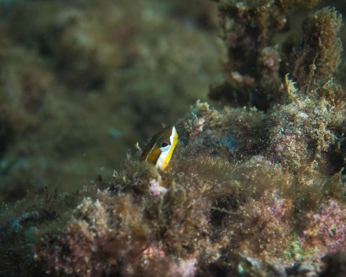 Plancia ëd Plagiotremus goslinei (Strasburg 1956)