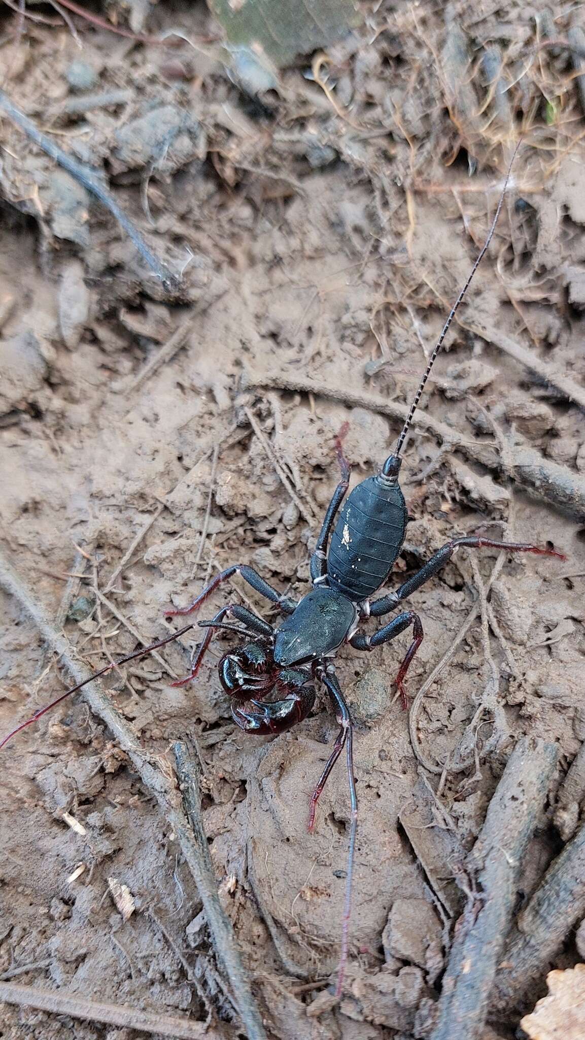 Imagem de Mastigoproctus colombianus Mello-Leitão 1940