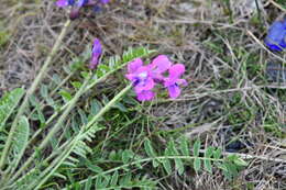 Image of Oxytropis arctica subsp. taimyrensis