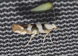 Image de Argyresthia calliphanes Meyrick 1913