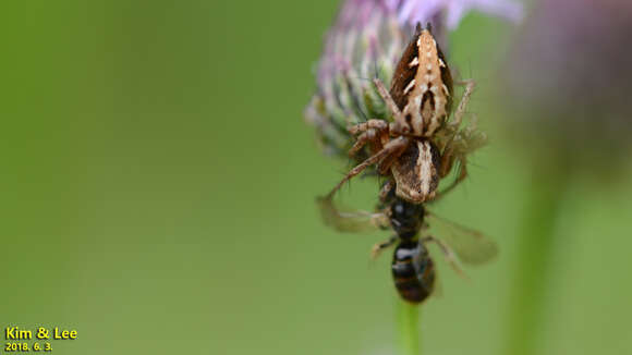 Image of Oxyopes licenti Schenkel 1953