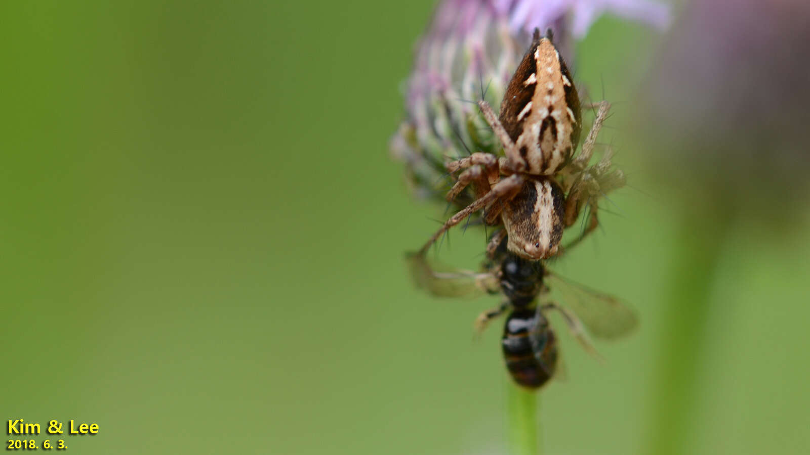 Image of Oxyopes licenti Schenkel 1953