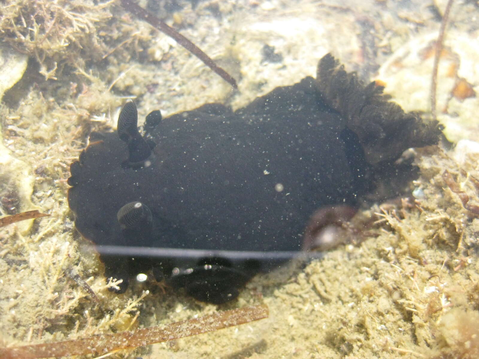 Image of Dendrodoris arborescens (Collingwood 1881)