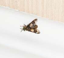 Image of Horse-fly