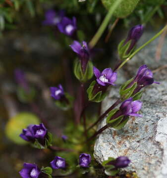 Image of Comastoma nanum (Wulf.) Toyok.