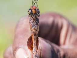 Image of Tramea stenoloba (Watson 1962)