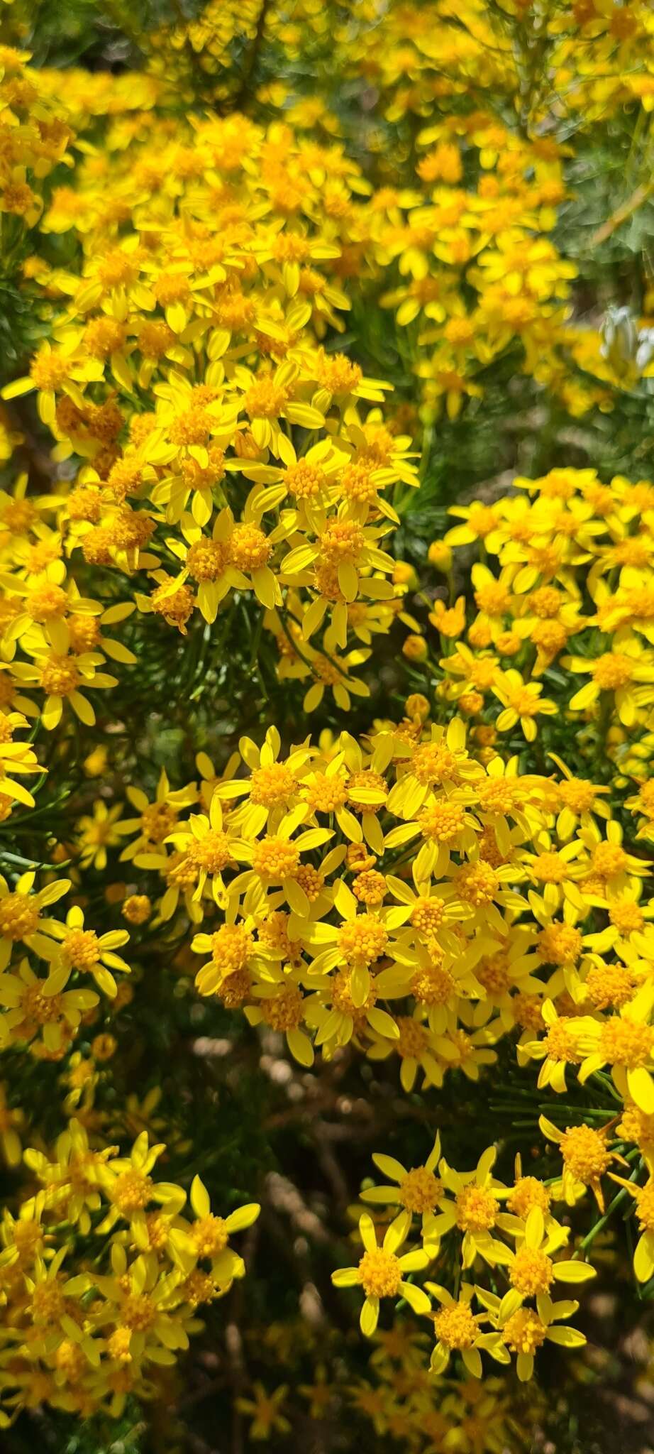 Image of Euryops linifolius (L.) DC.