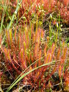 Image of slenderleaf sundew