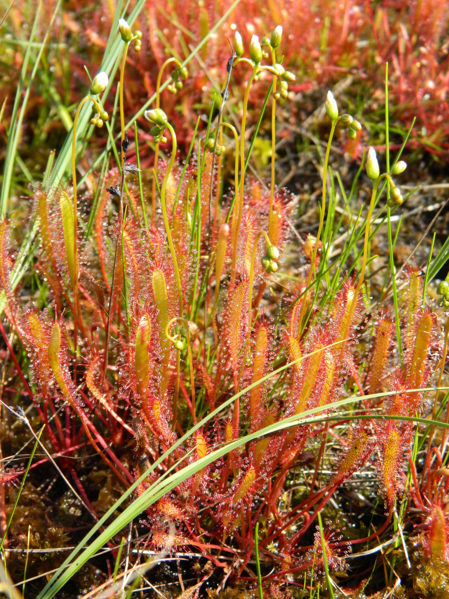 Image of slenderleaf sundew