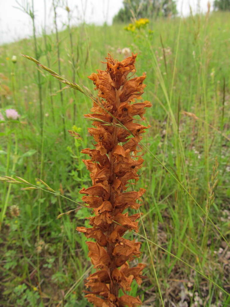 Imagem de Orobanche elatior Sutton