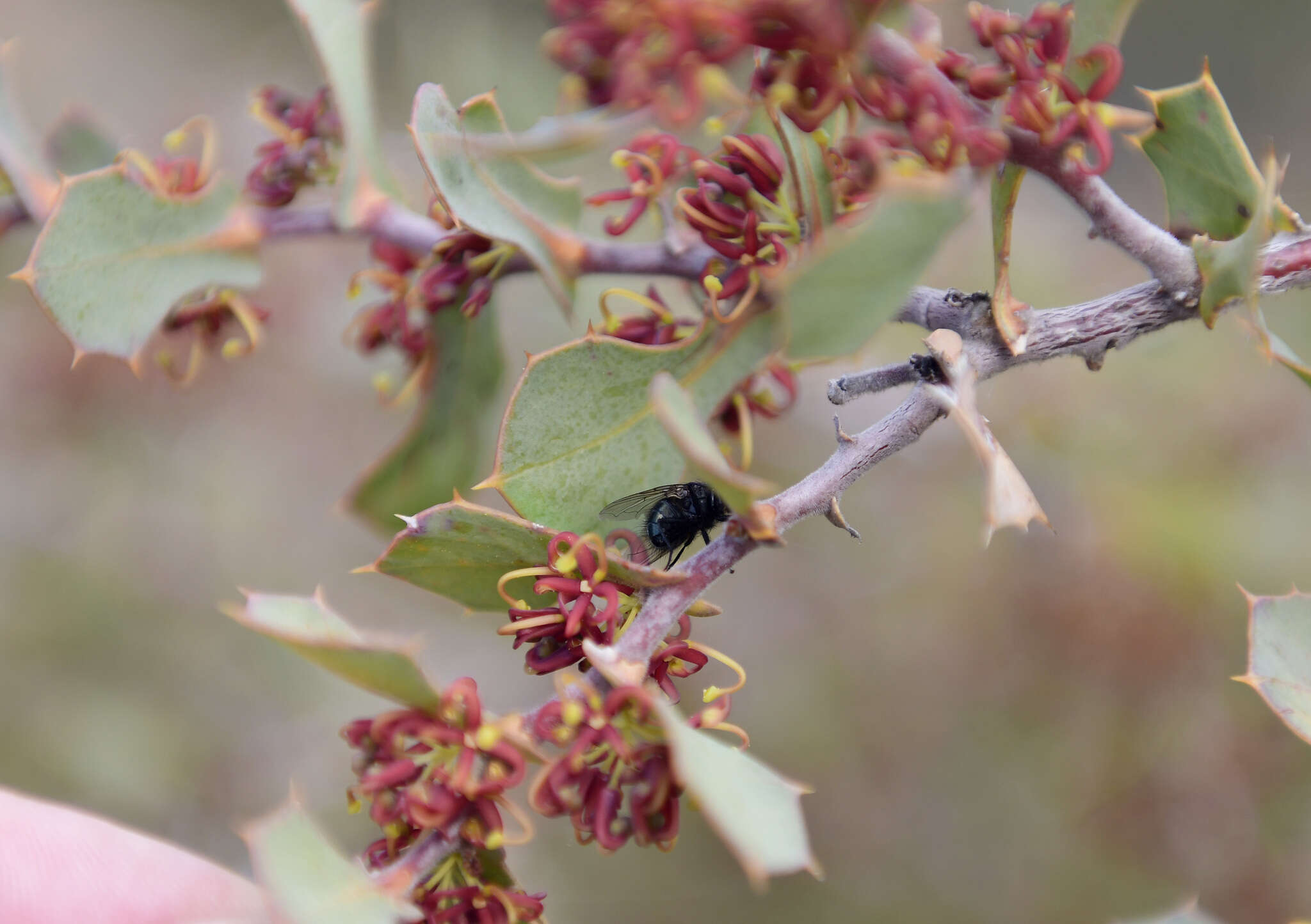 Image de Hakea denticulata R. Br.