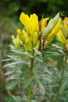 Image of Cytisus austriacus L.