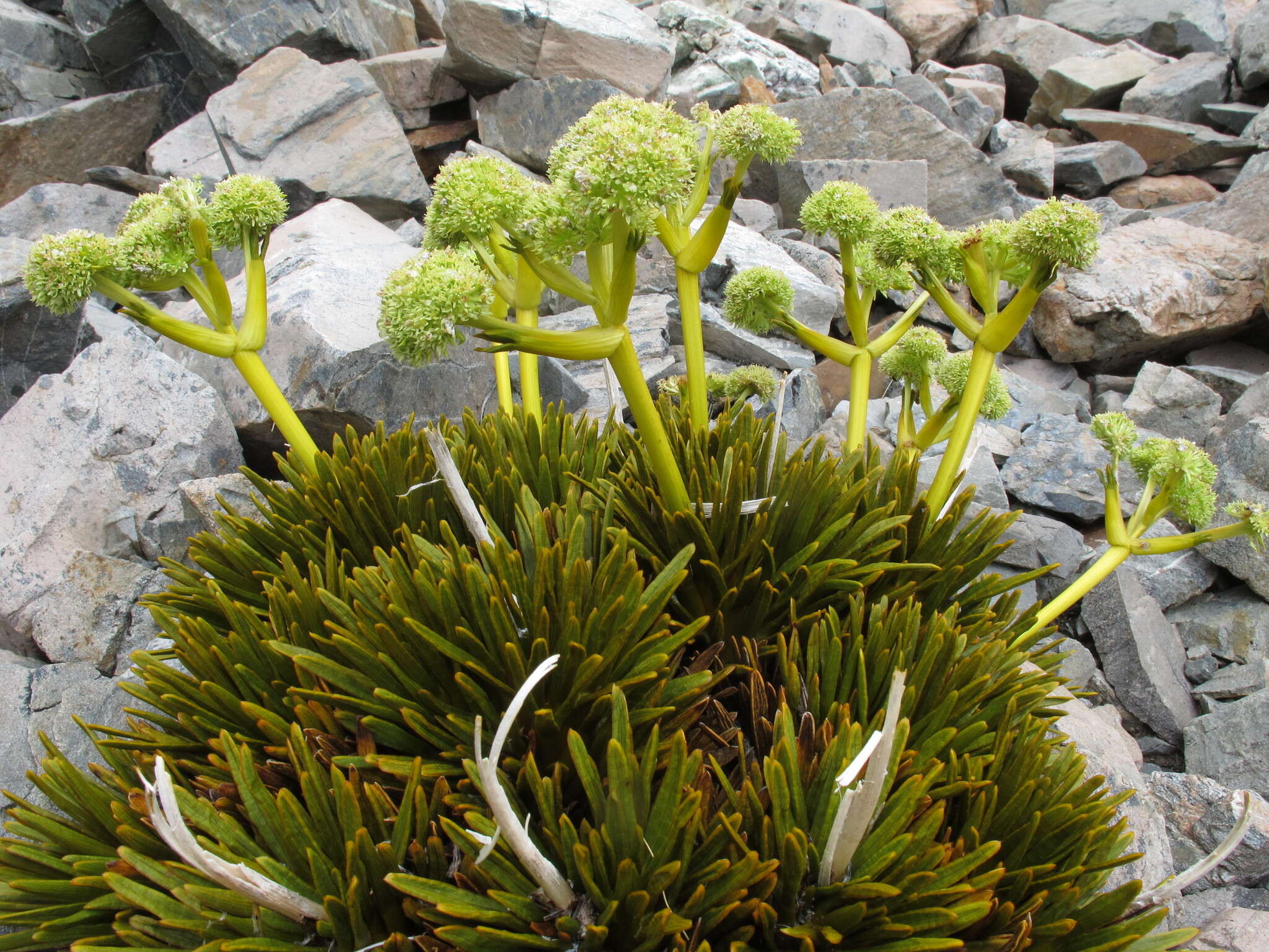 Imagem de Aciphylla dobsonii Hook. fil.