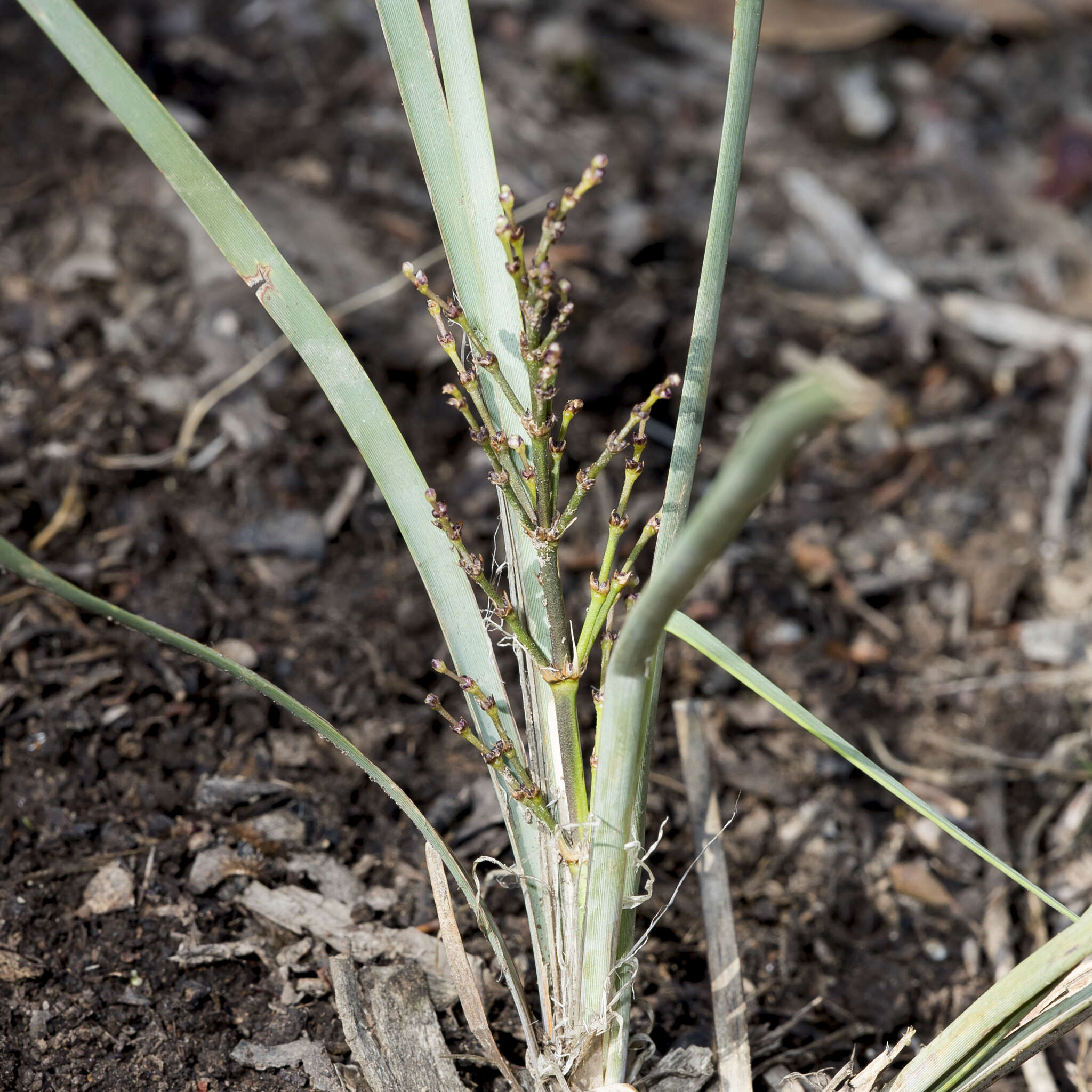 Image of Lomandra multiflora subsp. dura (F. Muell.) T. D. Macfarl.