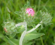 Image of Stokesia