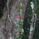 Image of Aeschynanthus pulcher (Blume) G. Don