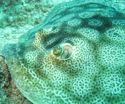 Image of Central American round stingray