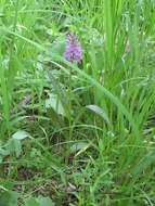 Image de Dactylorhiza sibirica Efimov