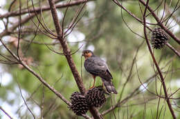 Image of Red-breasted Sparrowhawk