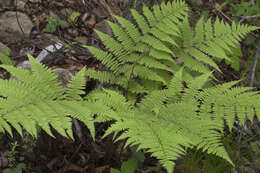 Sivun Athyrium rubripes (Kom.) Kom. kuva