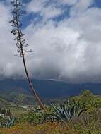Agave americana subsp. americana resmi