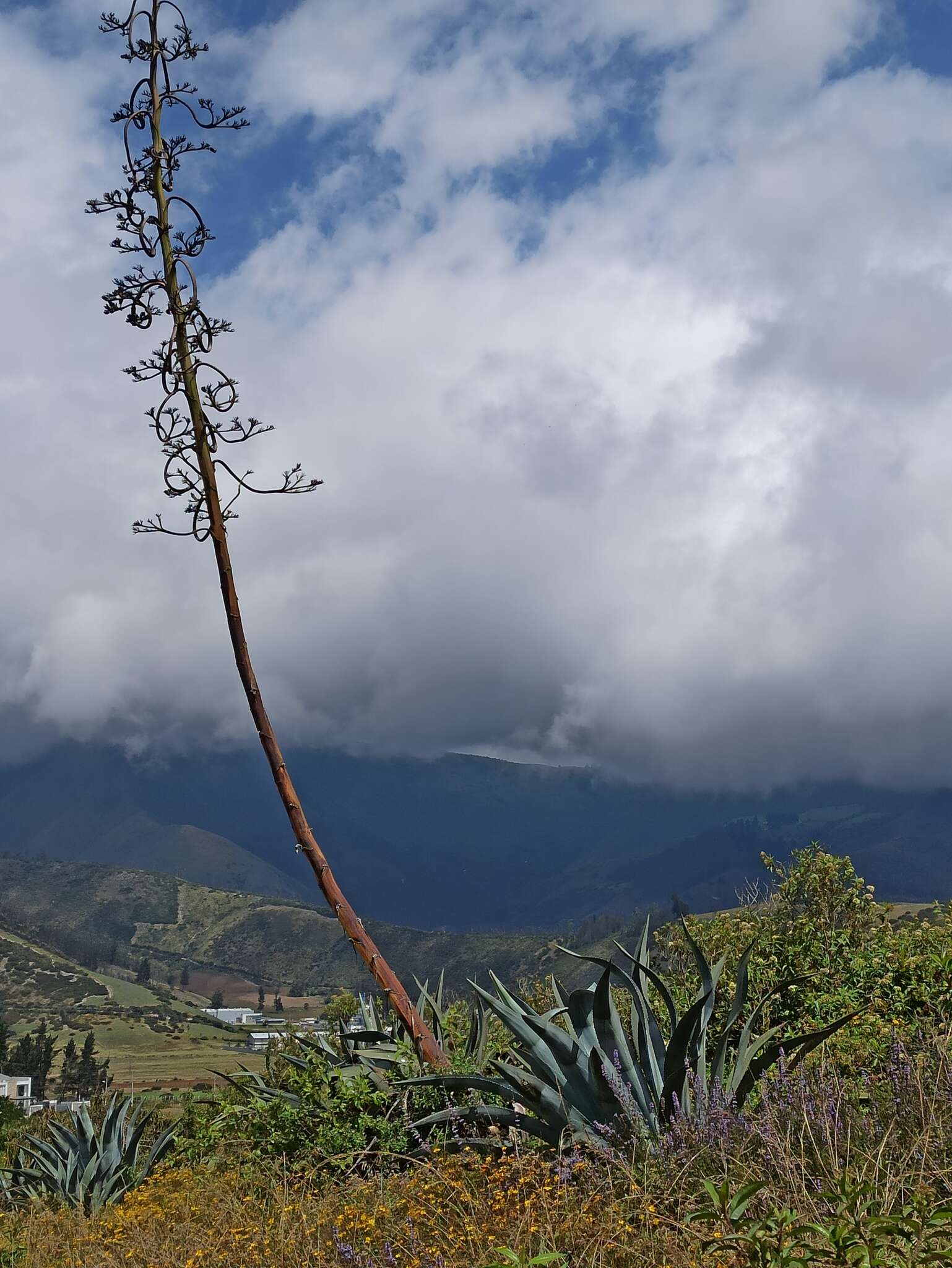 Image of American century plant