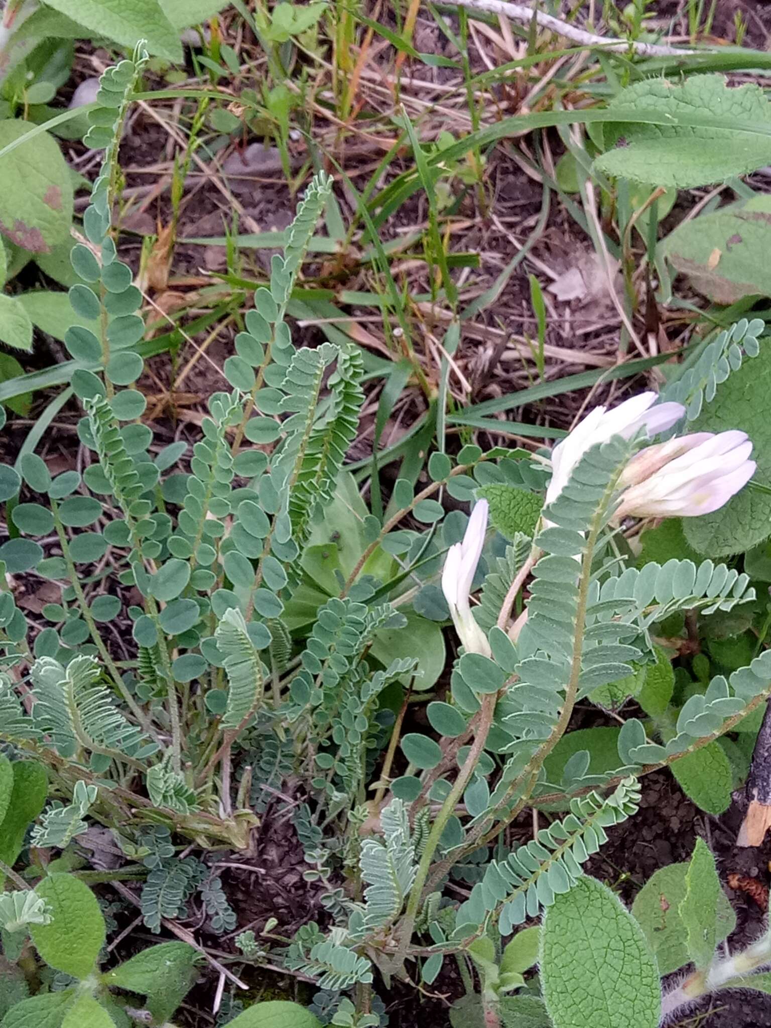 Image of Astragalus monspessulanus subsp. gypsophilus Rouy