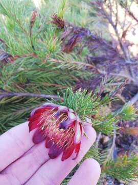 Image of Protea nana (Berg.) Thunb.