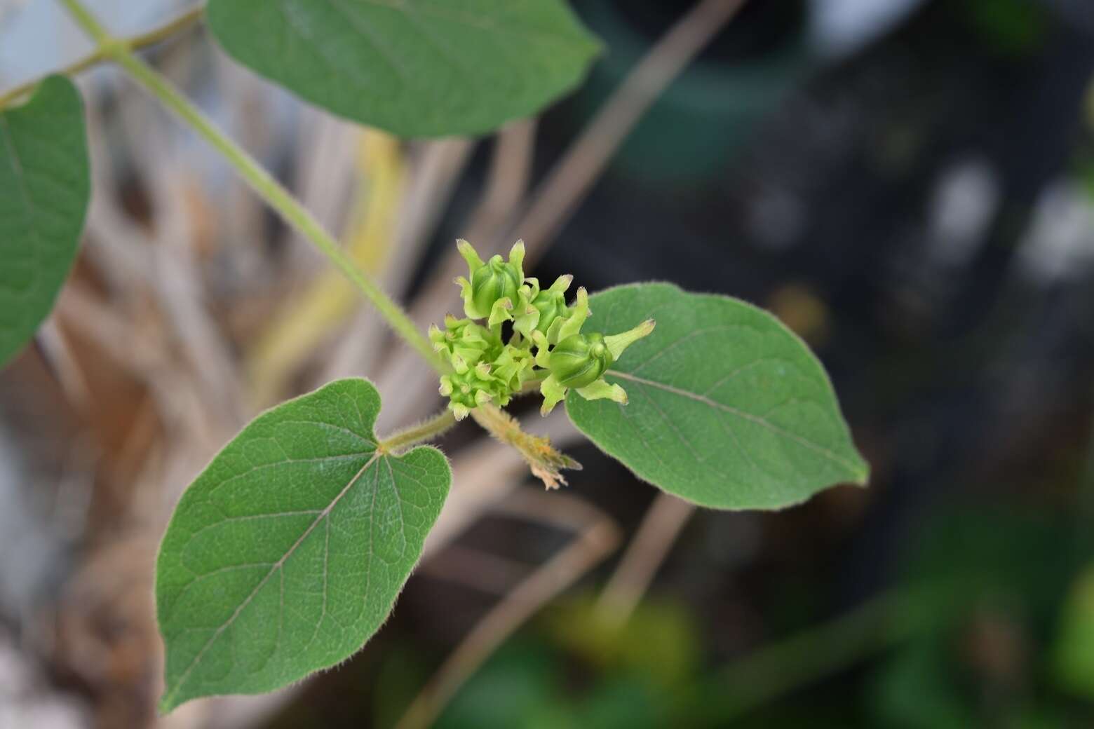 Image of Gonolobus stenosepalus (J. D. Sm.) R. E. Woodson