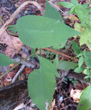 Image of Lindley's aster