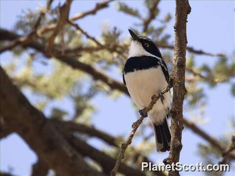 Image of Grey-headed Batis