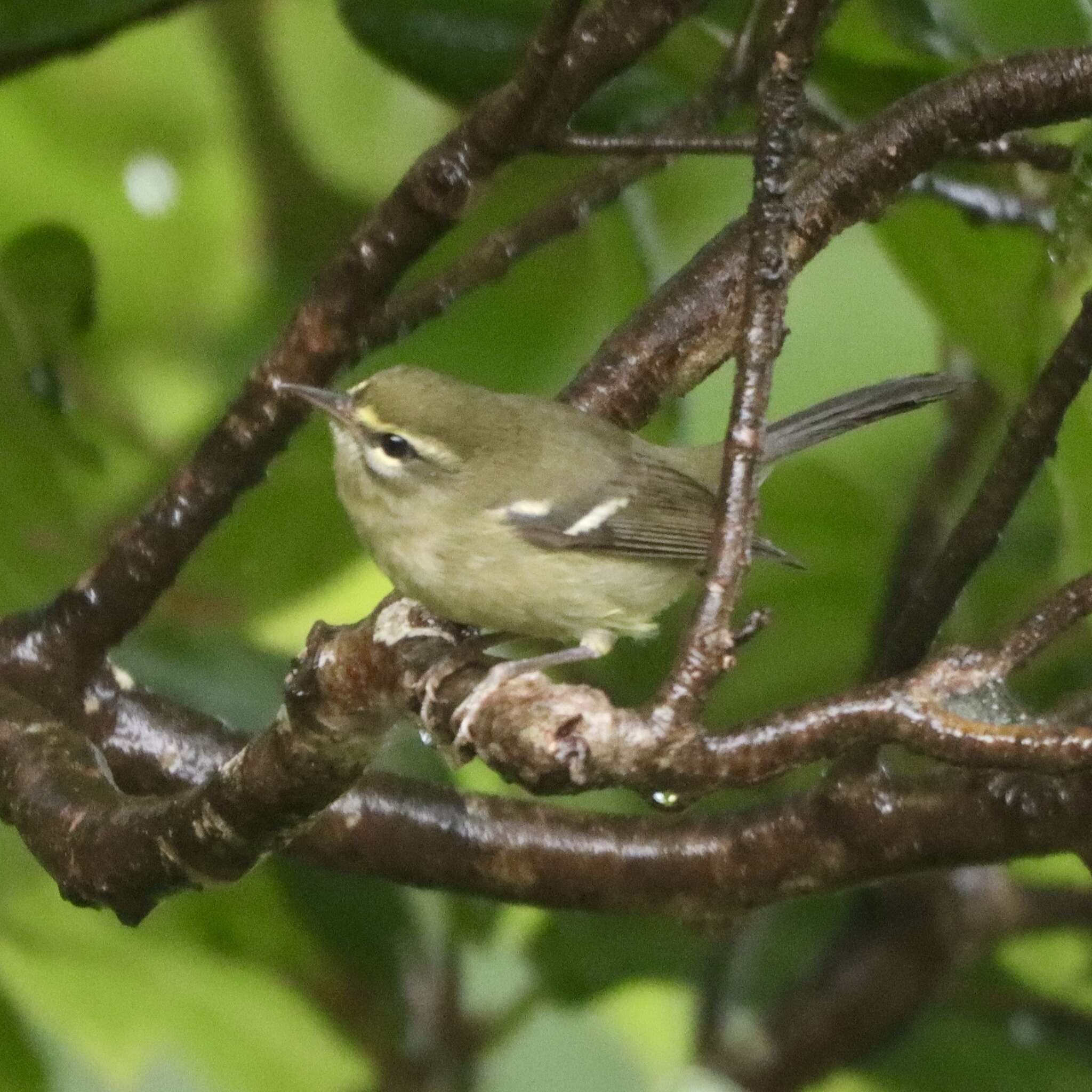 Image of Plumbeous Warbler